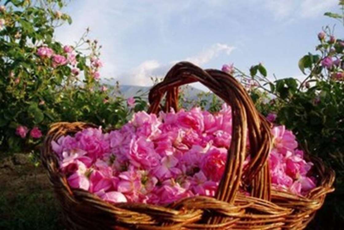 گل محمدی در گیلان